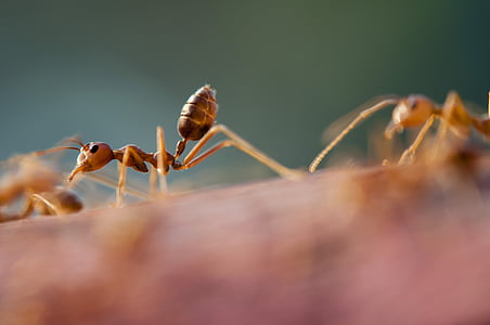 close-up photography of swarm of ants thumbnail