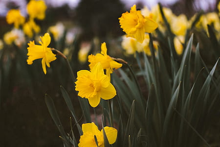 selective photography yellow flowers at daytime thumbnail