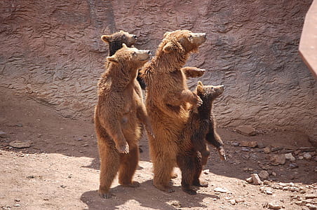four grizzle bear standing thumbnail