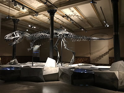Tyrannosaurus Rex bone on museum thumbnail