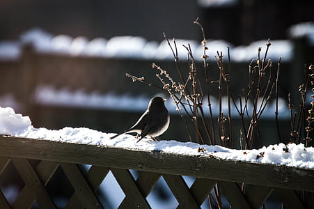 bird standing on fence covered by snow thumbnail