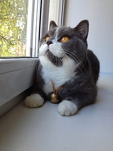 short-haired gray and white cat beside window thumbnail