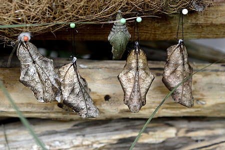 cocoons hanging on branches thumbnail