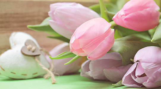 close up photo of pink Rose thumbnail