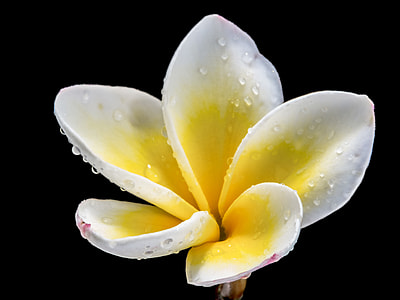 white and yellow petaled flower in bloom thumbnail