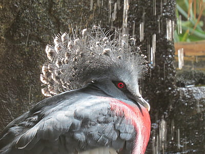 gray and red bird thumbnail