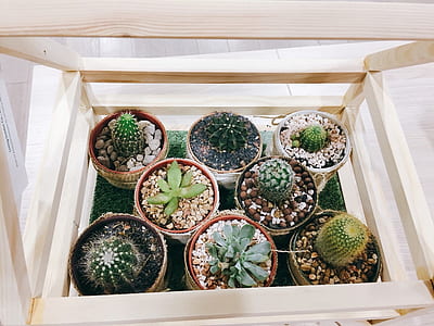 green succulent plants on pot thumbnail