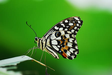common lime butterfly perching on green leaf in close-up photography thumbnail