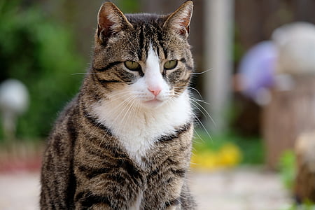 gray and white cat thumbnail