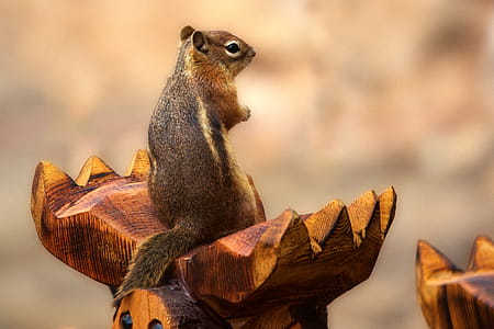 Macro Shot Photography of Gray and Brown Squirrel on Brown Wood thumbnail