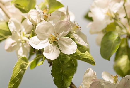 selective focus photography of white flowers thumbnail