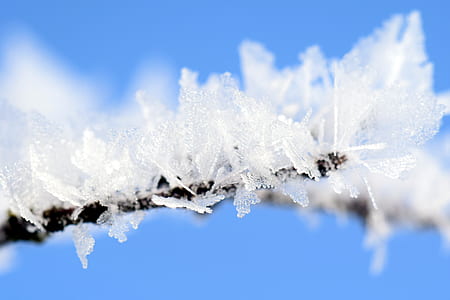 Close-up of Frozen Tree Branch Against Blue Sky thumbnail