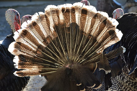 flock of wild turkeys thumbnail