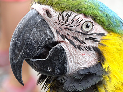 close-up photo of blue-and-yellow macaw thumbnail