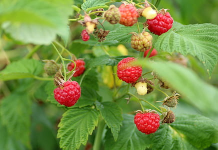 close-up of raspberry fruits thumbnail