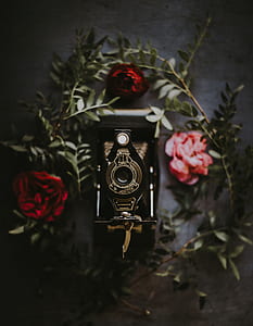 vintage black camera surrounded by red roses thumbnail