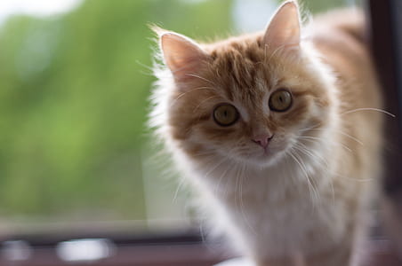 focus photography of orange tabby cat thumbnail
