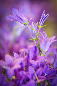 selective focus photography of purple petaled flowers thumbnail