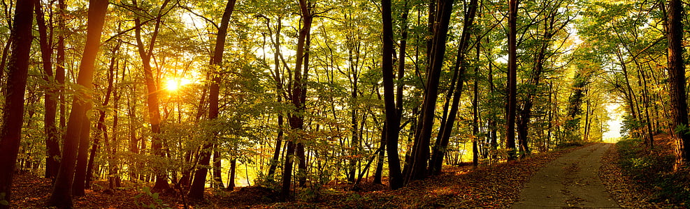 road near green leaf trees during sunset thumbnail