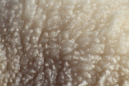 sheep, wool, livestock, close, backgrounds, close-up thumbnail