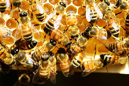close up photo of honey bee thumbnail