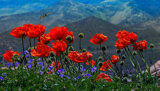red poppy flowers in bloom thumbnail