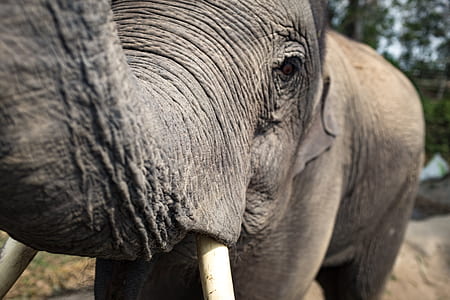 macro photography of elephant thumbnail