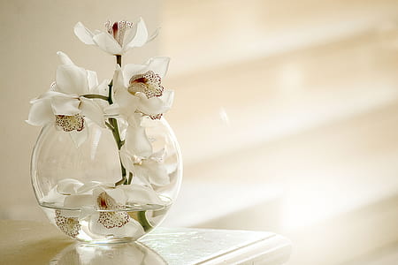 clear glass vase with white flowers thumbnail