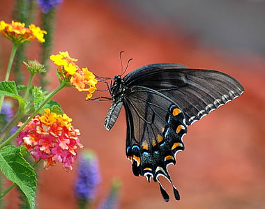 focus photography of black butterfly on top of yellow petaled flower thumbnail