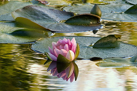 pink flower lily on water at daytime thumbnail
