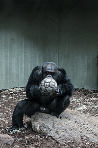 gorilla holding soccer ball near corner thumbnail