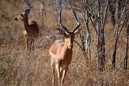 kudu walking near tree thumbnail