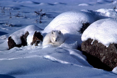white fox on snow-covered rock thumbnail