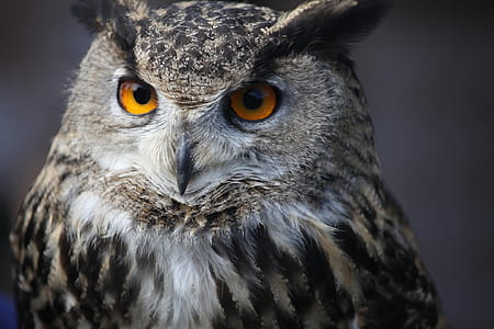 white and gray owl closeup photo thumbnail