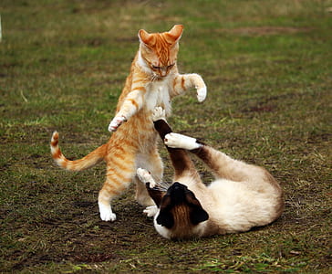 two cats fighting thumbnail