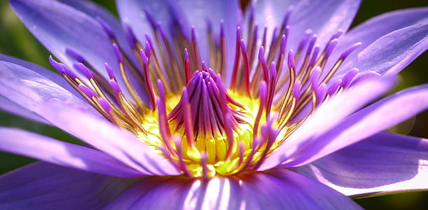 purple petaled flowers thumbnail