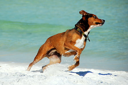 dog running on seashore at daytime thumbnail