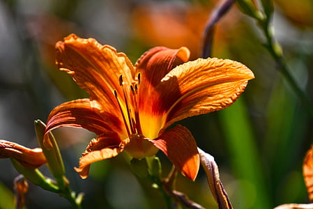 closeup photography of orange lily thumbnail