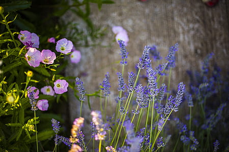 purple lavender plants in tilt shift photography thumbnail