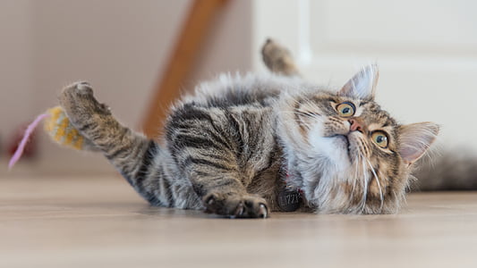brown tabby cat lying on floor thumbnail