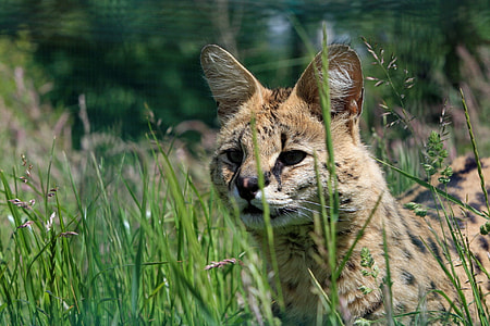close-up photography of bengal cat in grass thumbnail