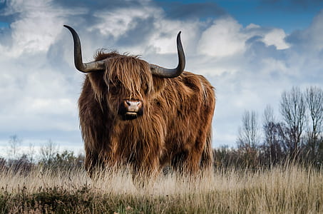 brown bison on grass field thumbnail