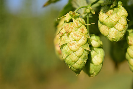 closeup photo of oval green fruit thumbnail