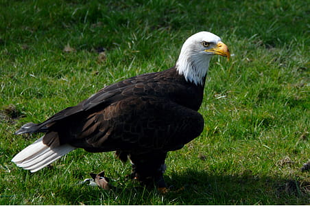 Bald Eagle on Green Grass thumbnail