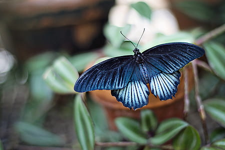 photography of black butterfly thumbnail