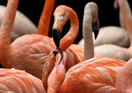flock of orange flamingos thumbnail