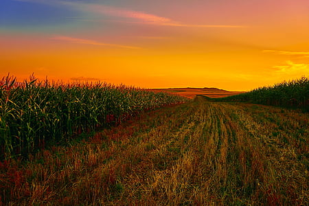 view of green and brown grass field under sunset thumbnail