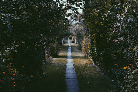view of empty pathway in surrounded with citrus orchard thumbnail