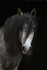 black haired white horse thumbnail