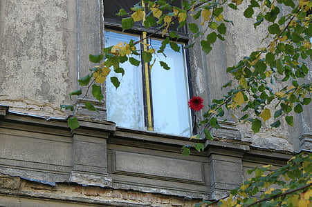 green leafed tree near window thumbnail